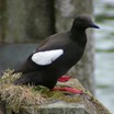 Black Guillemot